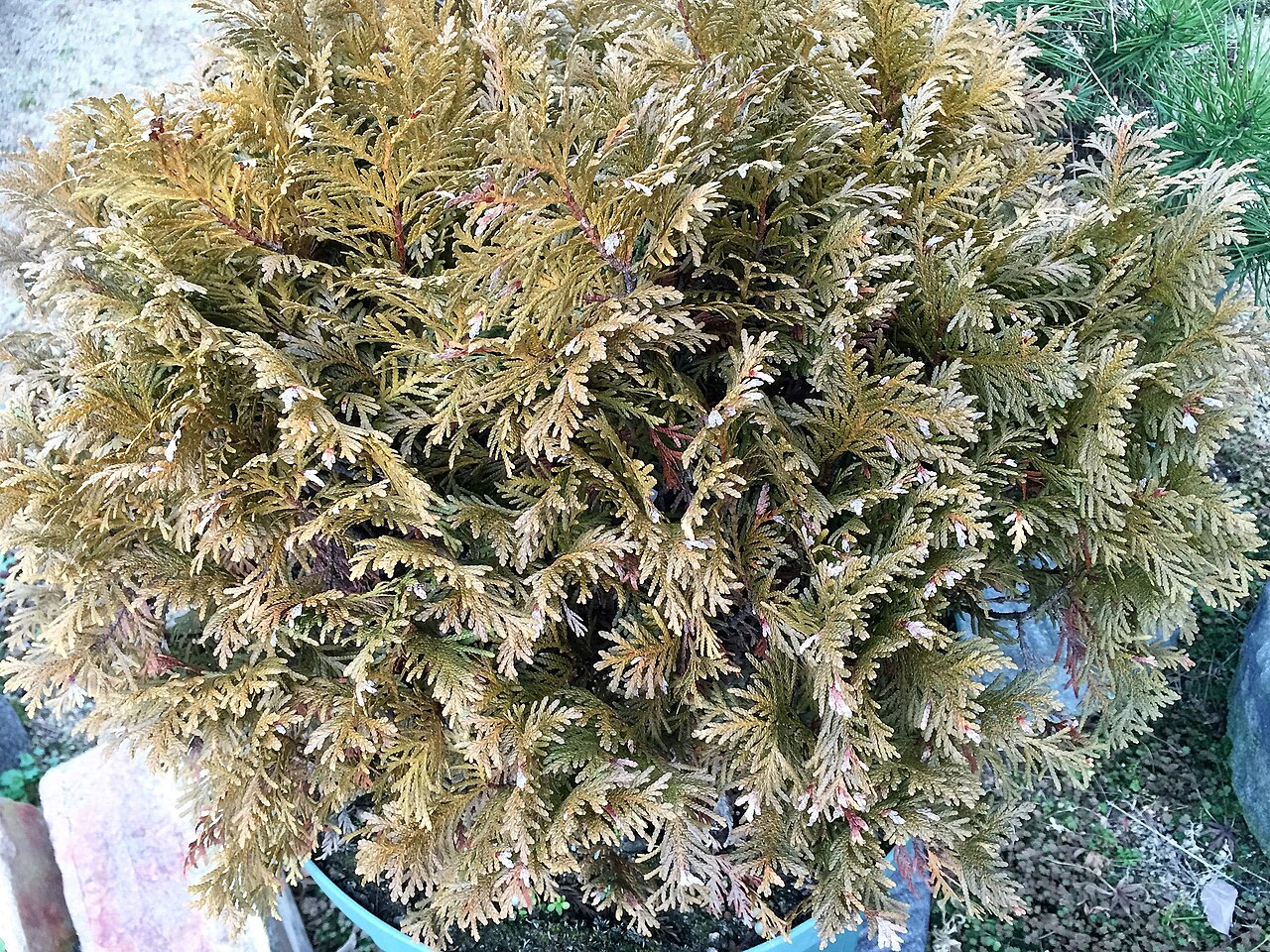 Туя западная шаровидная 'Woodwardii'