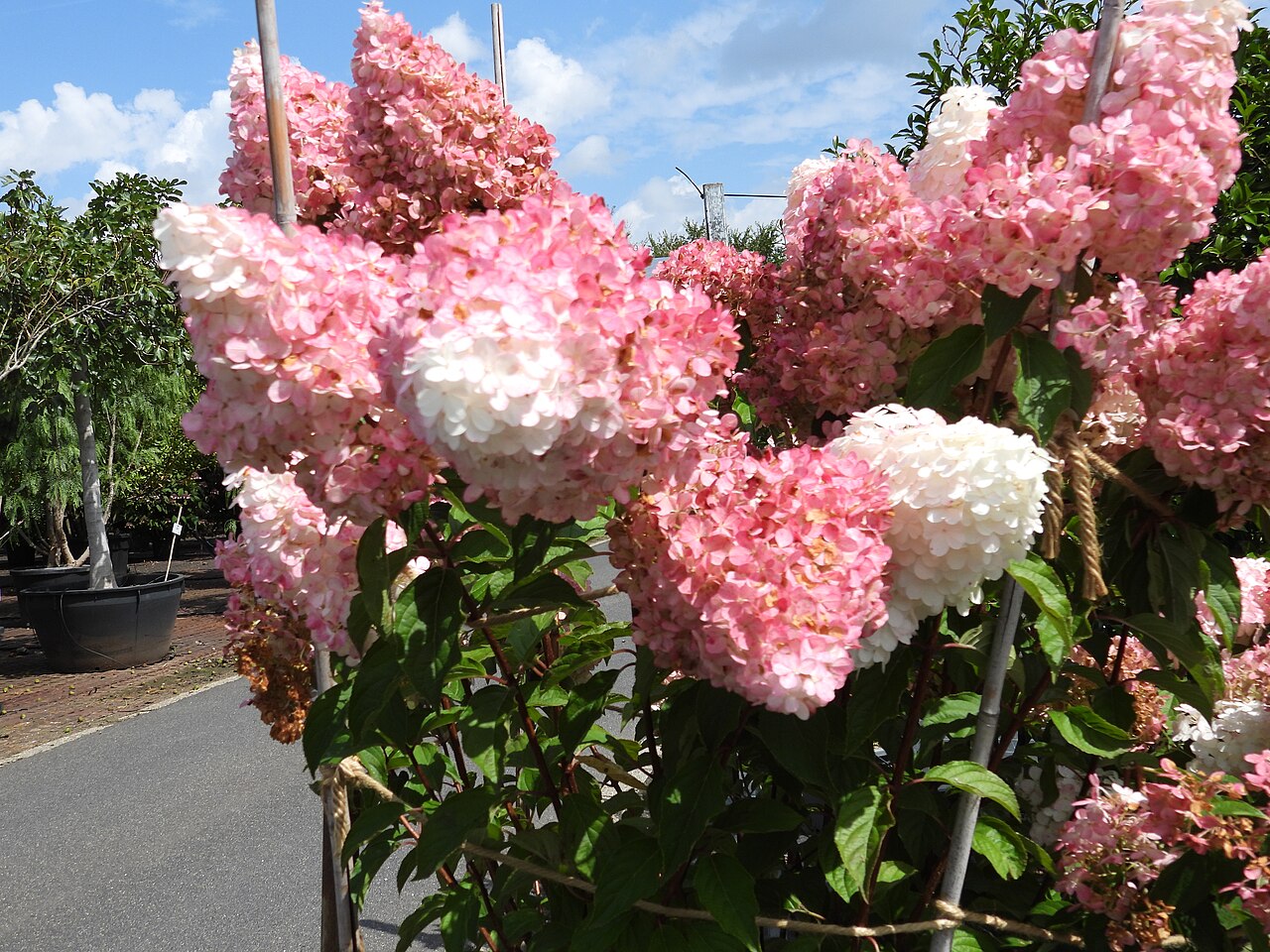 Гортензия метельчатая 'Vanille Fraise'