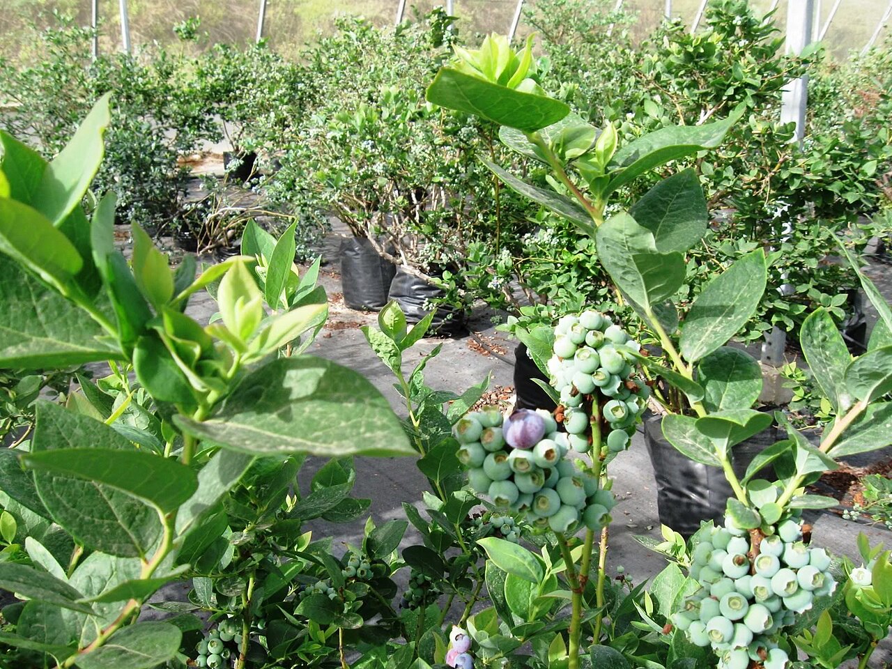 Голубика (кусты)